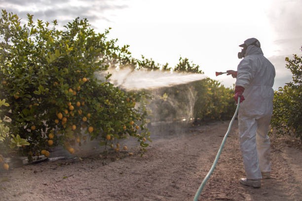 Best Ant Control Services  in Calais, ME