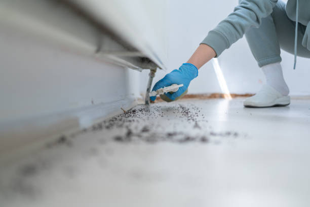 Best Affordable Exterminators  in Calais, ME